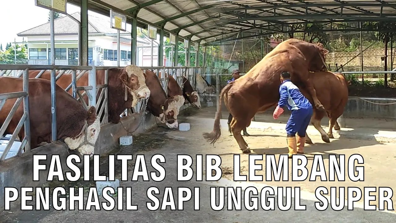 
                                 Fasilitas-Modern-BIB-Lembang-Penghasil-Sapi-Unggul